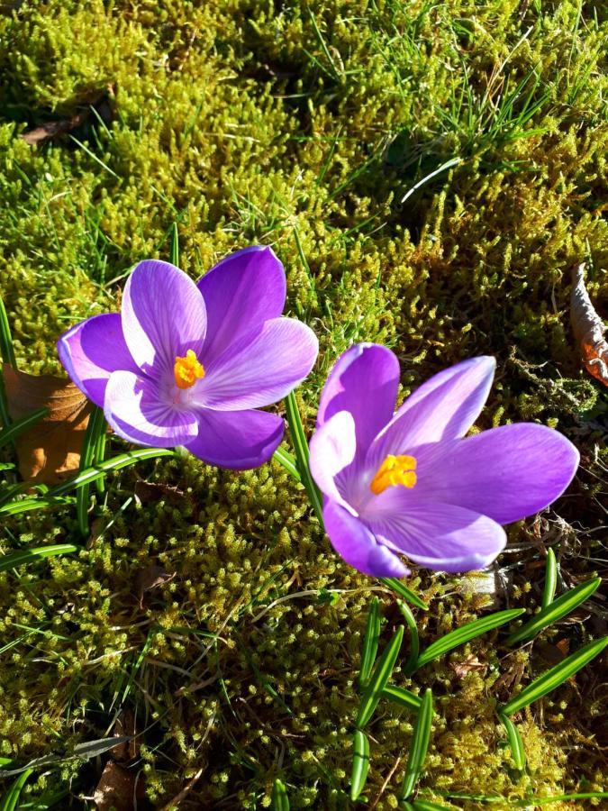 Seren Garden Pod Fort William Eksteriør billede